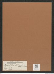 Cyclostella stelligera Cleve et Grun. (de-Toni-Nr.: Genus 216, Species 5423) Zeichnungen Sammlung Grunow Mappe 05172 (Herbarium_W_Grunow_drawings_Folder_05172)